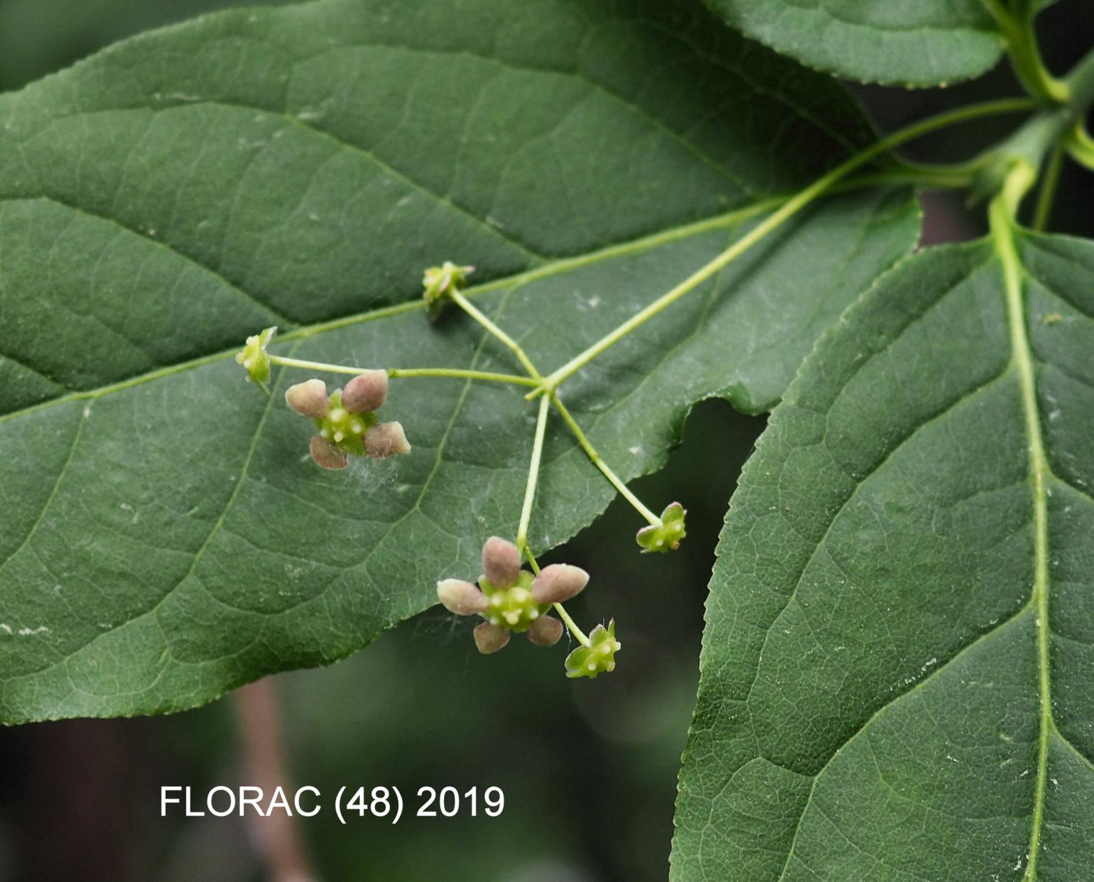 Spindle, Wide-leaved